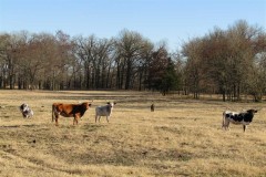 Secluded Mini-Ranch South of Soper Choctaw County, OK 80 AC