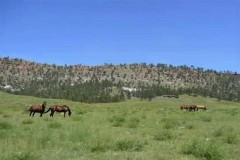 Black Hills Angostura Ranch