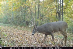 Secluded 45ÃÂ± Acre Illinois Hunting Tract for Sale Ã¢ÂÂ Coles County