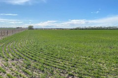 Land For Sale 81.4 ACRES - WEST TRACT  Antelope County, Nebraska