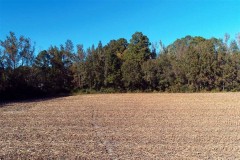 UNDER CONTRACT!!  8 Acres of Farm and Timber Land For Sale in Robeson County NC!