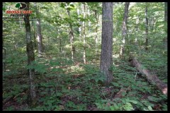 80+- acres Timber Land for Sale in Independence County, AR