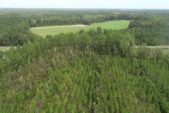 67.44 Acres Land for Sale in Brantley County, GA