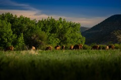 Dawson Elk Valley Ranch