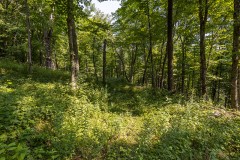 Allamakee County, IA 80 Acres of Land for Sale