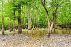 Land for Sale on the Big Black River Claiborne County MS