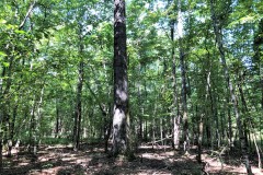 REDUCED! 38 Acre Home Site and Hunting