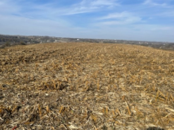 SOLD - 206.38 acres M/L MILLS COUNTY IOWA - TIMED ONLINE LAND AUCTION